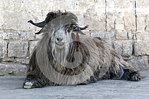 Rare Tibetan goat