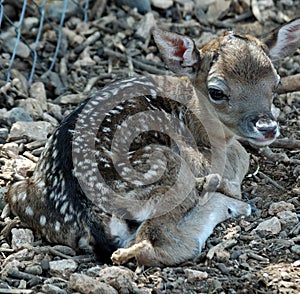 Small camouflage fawn on the floor