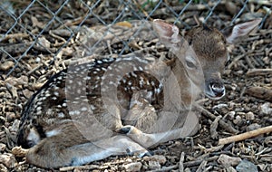 Small camouflage fawn on the floor