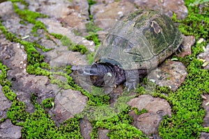 Rare tortoise known as \