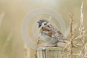 A rare Tree Sparrow, Passer montanus, perching on a wooden fence post.