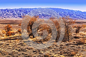 A rare tree of turanga in the desert steppe of Kazakhstan of the national reserve Altyn-Emel