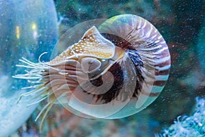 Rare tropical marine life portrait of a nautilus cephalopod a living shell fossil underwater sea animal photo