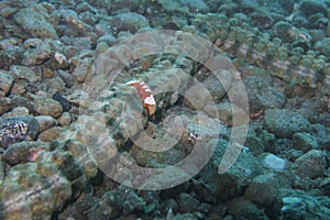 Rare Tropical Shrimp on Tube Worm off Padre Burgos, Leyte, Philippines