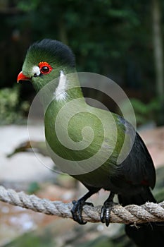 Rare Turaco Bird