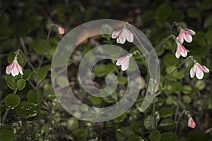 The rare Twinflower Linnaea borealis