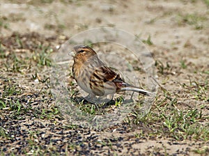 Rare twite finch in Pennines