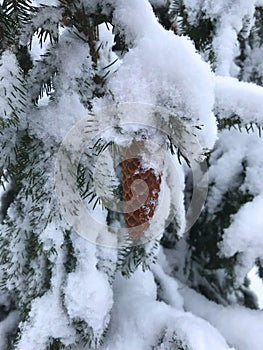 Rare types of trees in winter: acrocona spruce, prickly branches in the snow and a bright cone