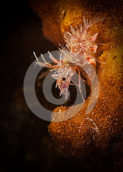 Rare underwater macro life in the famous Lembeh Straits of North Sulawesi, Indonesia