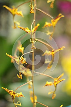 Rare unicorn orchid