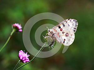 Rare white Apollo butterfly on a clover