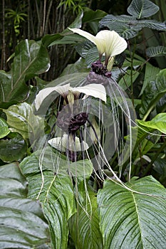 Rare white bat flower Tacca chantrieri tropical plant with black center and long whiskers