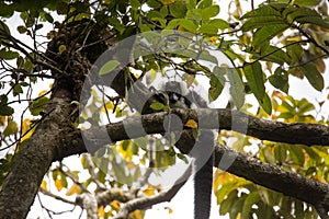 Rare White-belted Ruffed lemur - GÃÂ¼rtelvari, Varecia variegata subcincta, feeding on trees, National Park Nosi Mangabe, Mada