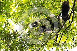 Rare White-belted Ruffed lemur - GÃÂ¼rtelvari, Varecia variegata subcincta, feeding on trees, National Park Nosi Mangabe, Mada