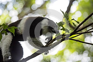 Rare White-belted Ruffed lemur - GÃ¼rtelvari, Varecia variegata subcincta, feeding on trees, National Park Nosi Mangabe, Mada