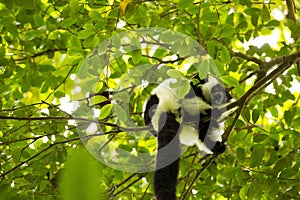 Rare White-belted Ruffed lemur - GÃ¼rtelvari, Varecia variegata subcincta, feeding on trees, National Park Nosi Mangabe, Mada