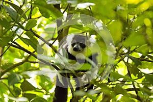 Rare White-belted Ruffed lemur - GÃ¼rtelvari, Varecia variegata subcincta, feeding on trees, National Park Nosi Mangabe, Mada