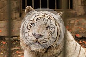 A rare white Bengal tiger close up portrait in zoo