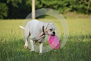 Rare white boxer dog with pink frisbee