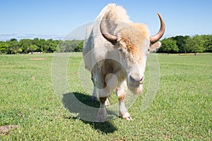 Rare white buffalo