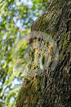 A rare white caterpillar climbed on the tree