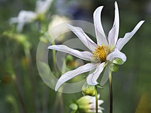 Rare white dahlia flower closeup