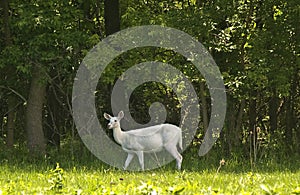 Rare white deer