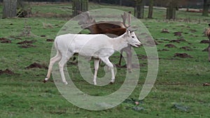 Rare White Fallow Deer Stag.