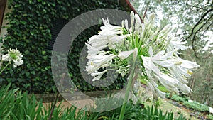 Rare white flower
