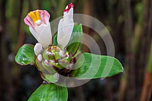 A rare white flower with a pink border photo