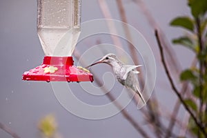 Rare white Leucistic Magnificent Hummingbird Eugenes spectabilis in Costa Rica