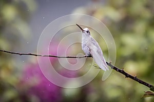 Rare white Leucistic Magnificent Hummingbird Eugenes spectabilis in Costa Rica