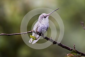 Rare white Leucistic Magnificent Hummingbird Eugenes spectabilis in Costa Rica