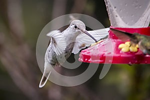 Rare white Leucistic Magnificent Hummingbird Eugenes spectabilis in Costa Rica