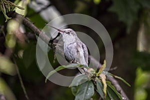 Rare white Leucistic Magnificent Hummingbird Eugenes spectabilis in Costa Rica photo