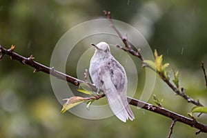 Rare white Leucistic Magnificent Hummingbird Eugenes spectabilis in Costa Rica photo