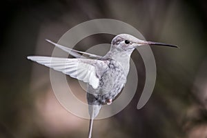 Rare white Leucistic Magnificent Hummingbird Eugenes spectabilis San Gerardo de Dota, Costa Rica