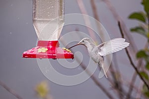 Rare white Leucistic Magnificent Hummingbird Eugenes spectabilis in Costa Rica photo