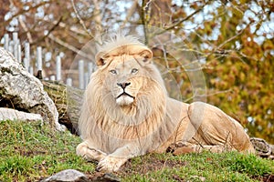 Rare White Lion Panthera Leo Krugeri Endangered Species