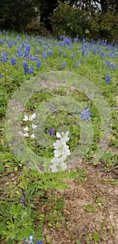 Rare white lupine in field of bluebonnets