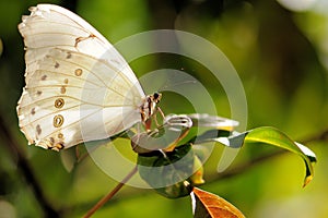 Rare White Morpho Butterfly