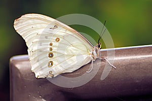 Rare white morpho butterfly