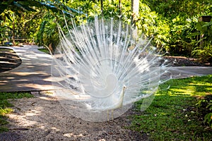 Rare White peacock peafowl bird