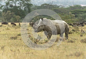 Rare White Rhino seen at lake nakuru