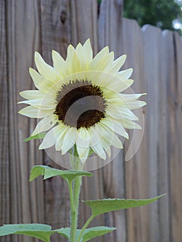 A rare white sunflower bloom against a weathered fence