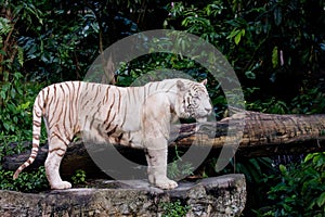 Rare white tiger