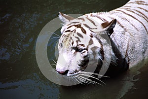 Rare White Tiger