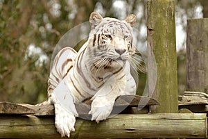 Rare white tiger in a game park