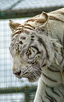 Rare White Tiger photo