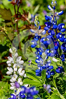A RARE WHITE Variety of the Famous Texas Bluebonnet